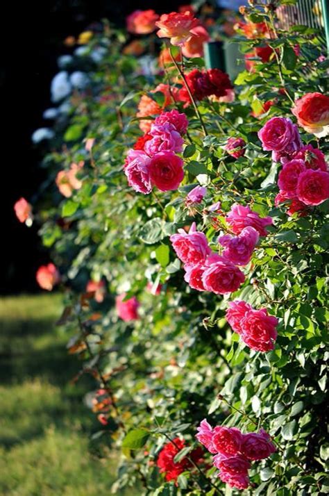 月季花苞|月季花苞到花開要多久？10天？50天？原來這樣做開。